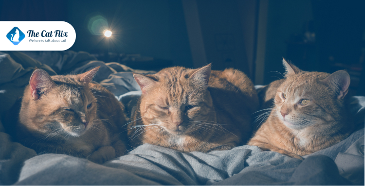 Reason 3: Indoor Cats Can Still Get Parasites—Even Fleas and Worms!
