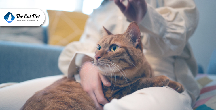 4) Red Flags: When Your Cat Says “No Thanks” with More Than Just Silence