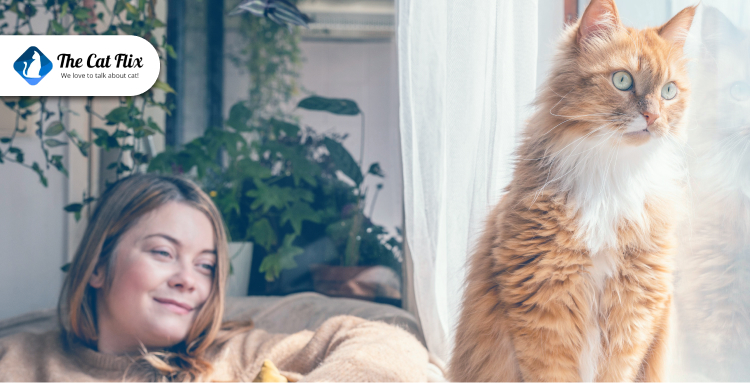 Why Indoor Cats Need Regular Vet Check Ups Too
