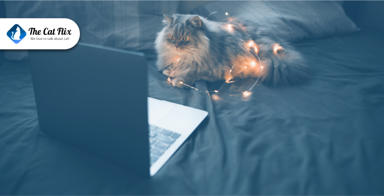 2. First Step_ Design a Safe and Cat-Approved Office
