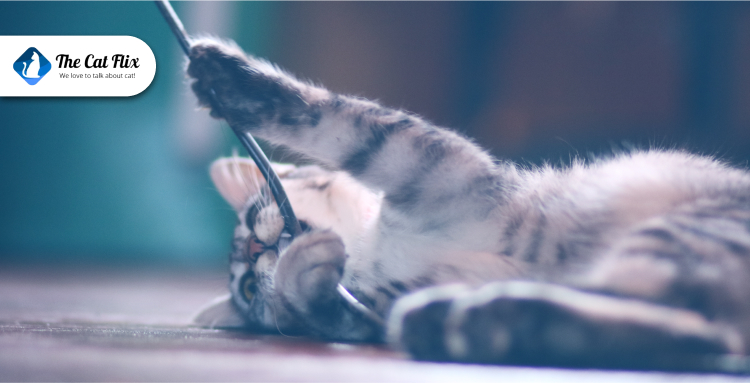 How to Create a Cat-Friendly Home Office